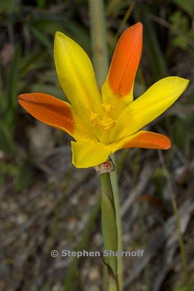 moraea elegans 1 graphic